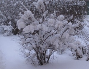 Snöig buske