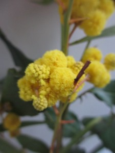 Mimosa