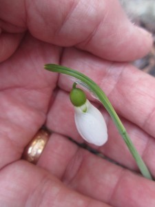 Snödroppe i min hand