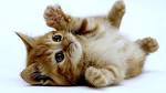 Katt