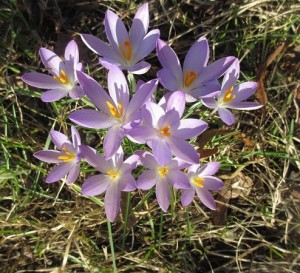 Krokus 9 mars 2014