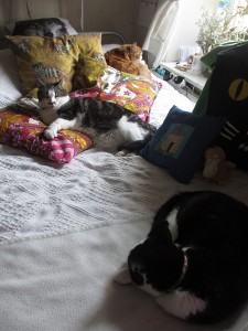 Tre katter på samma säng 4 mars 14