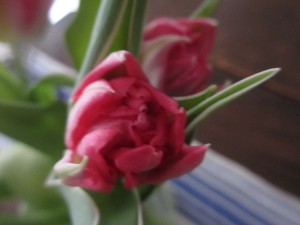 Tulipa