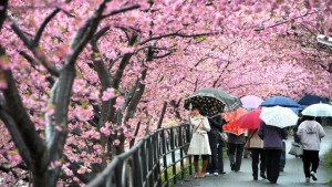 Cherry blossom i Japan