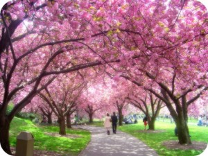 Japan körsbärsblom