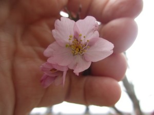 Japanska körsbärsträdet slår ut