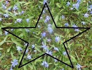 Scilla med stjärna
