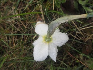 036