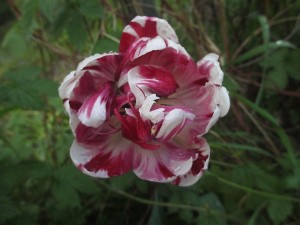 041