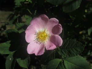 065