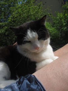 Felix 2 (1)