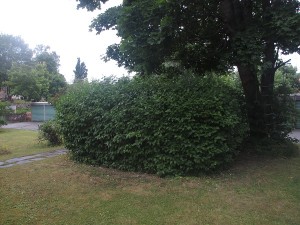 036