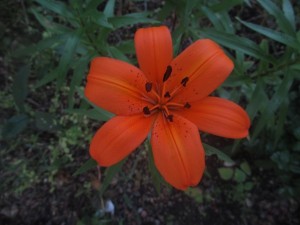 040