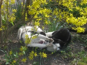 Kattslagsmål