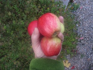 Dagens mellanmål (1)