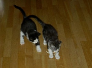 Felix och Curry kattungar