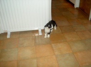 Felix som liten kattunge