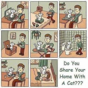 Livet med katt