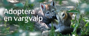 Adoptera en vargvalp Rovdjursföreningen