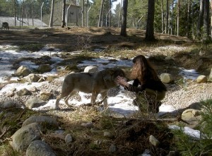 pict5564 Jättefin bild L och varg OK