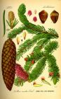 Picea abies Julgran