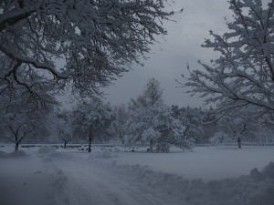 Vinter på Skogsborgs kyrkogår 2 febr 2015 Kyndelsmässodagen