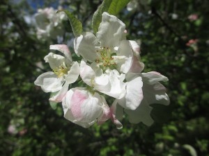063
