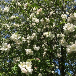 Blommande äppelträdet Hjördis