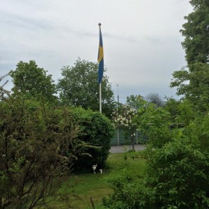 Svenska flaggans dag med Felix