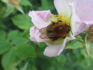 065