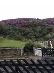 Goathland with wonderful heather sept 2015