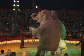 Elefant på cirkus