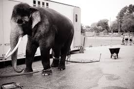Elefant utanför husvagn