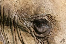 Elefantens öga