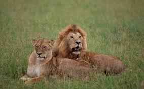 Lejon i par