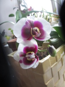 056